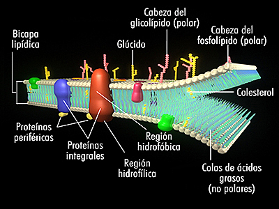 Hugh Davson y James F. Danielli