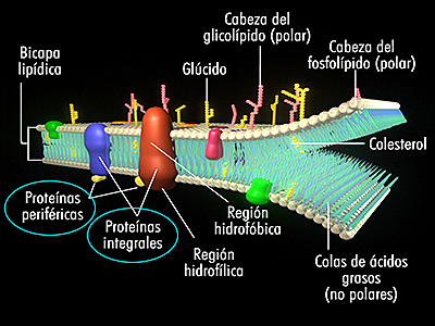 P.T. Unwin y Gart Henderson