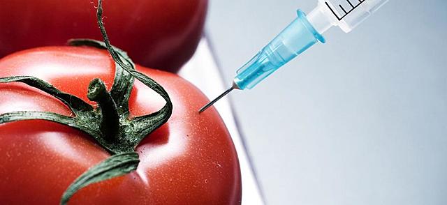 Alimentos Transgenicos