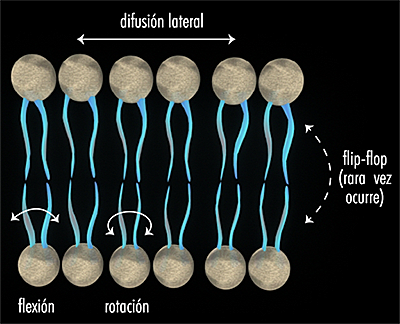 Simons K. e Ikonen E.