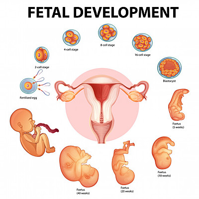 Timeline: PERIODO EMBRIONARIO Y FETAL