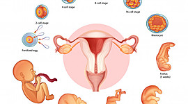 Timeline: PERIODO EMBRIONARIO Y FETAL