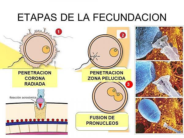 DIA 1- FASES DE LA FECUNDACION