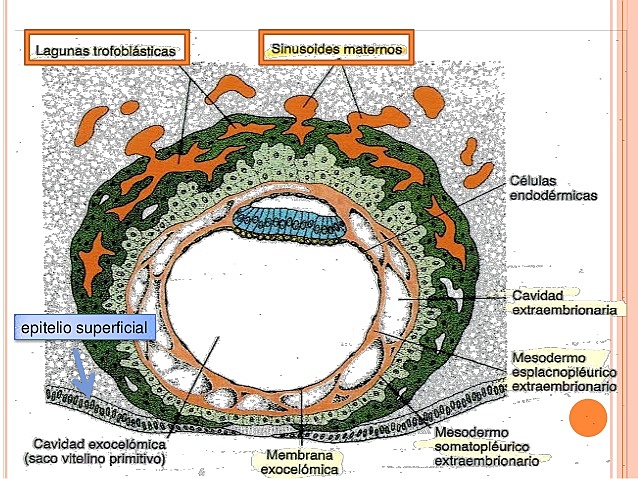 DIA 8-DISCO GERMINATIVO BILAMINAR