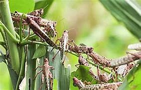 Moisés (Las 10 Plagas)