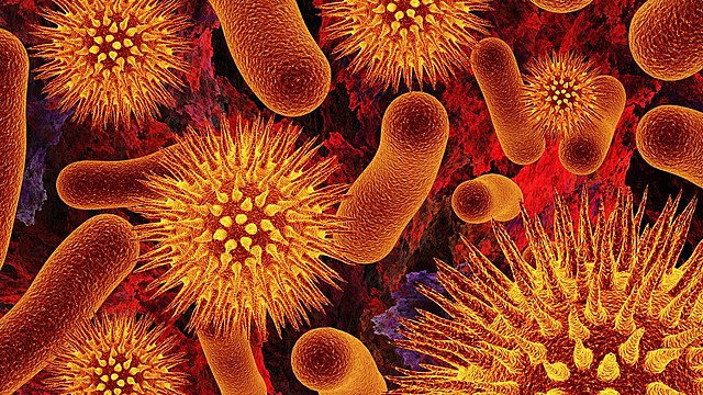 El estudio de bacterias