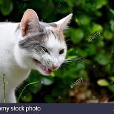 Timeline: La fondation de Québec à la 1e guerre inter coloniale