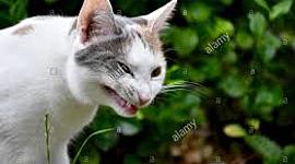 Timeline: La fondation de Québec à la 1e guerre inter coloniale