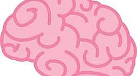 Timeline: Le Développement d'un Cerveaux