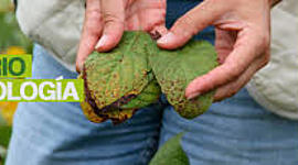 Timeline: Historia de la Fitopatología y generalidades de la microbiología -