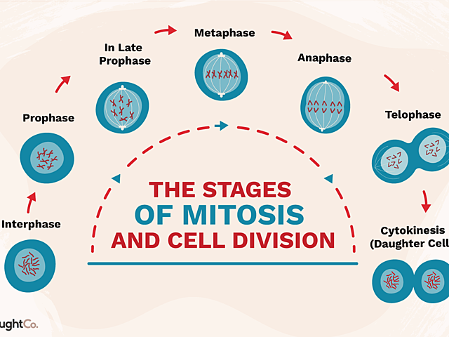The stages of meiosis