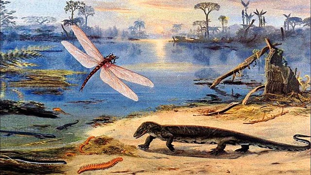 Карбон(359–299 млн. лет)