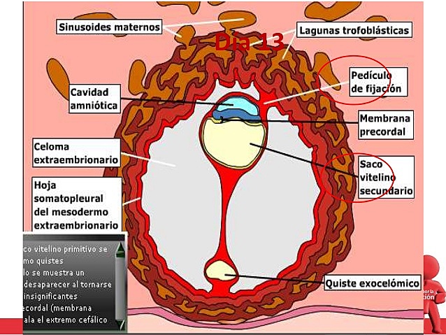 DIA 13-VELLOSIDADES PRIMARIAS