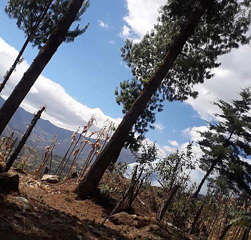 Especies consumidas por el Incendio en el Cantón Chilla