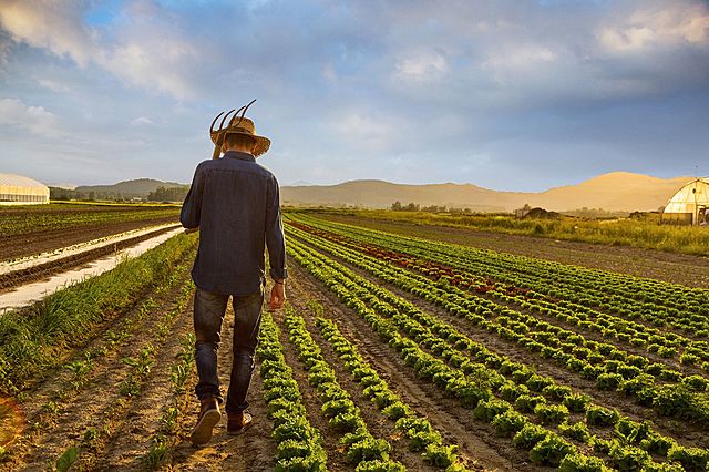 fathers career and job