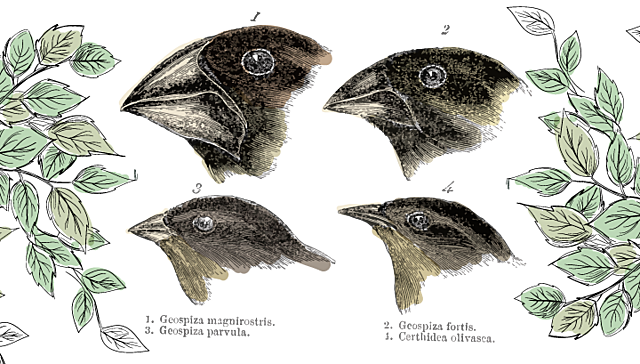Teoría evolutiva Darwin-Wallace -- Charles Darwin y Alfred Russel Wallace