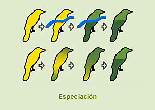 Teoría sintética o neodarwinismo-Huxley, Dobzhanskv, Simpson y Mayr