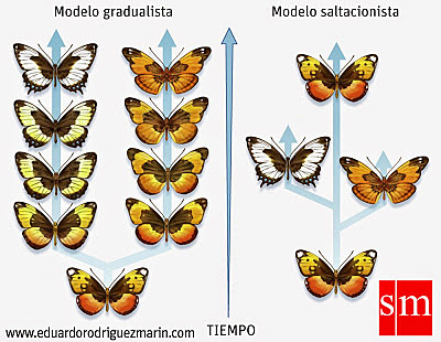 Teoría del equilibrio puntual-Niels Eldredge y Stephen Jay Goul,