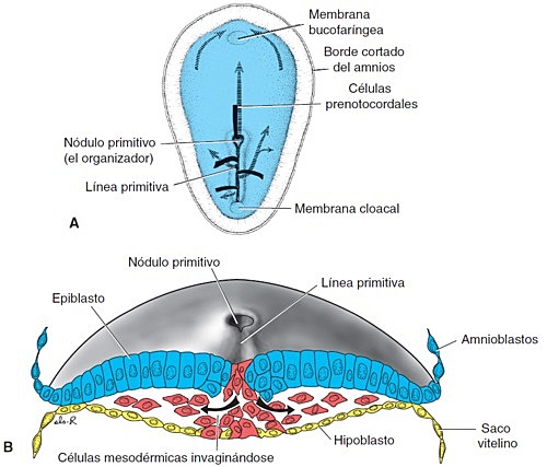 DIA 16- LINEA PRIMITIVA
