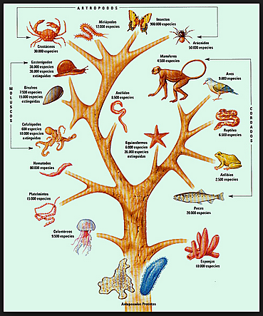 Sistema Binomial de nomenclatura