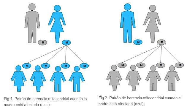 Ley de la herencia de los caracteres adquiridos