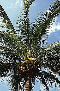 PALMERA