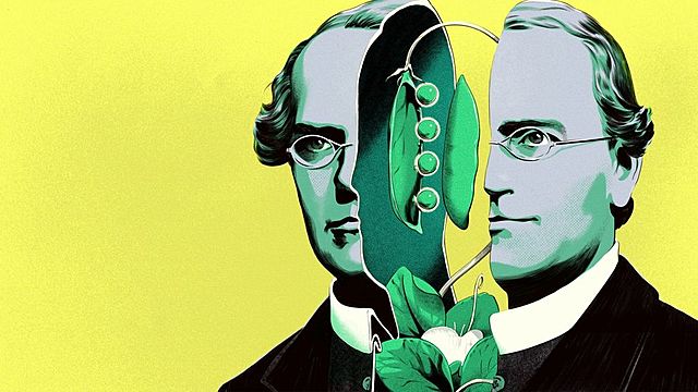 Segunda Ley de Mendel: Ley de la Segregación