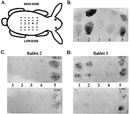 Aislamiento papilomavirus