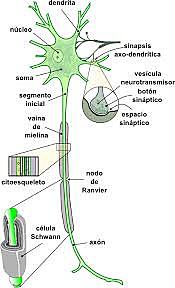 De 0 años en adelante.