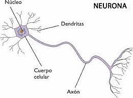 De 6 años en adelante.