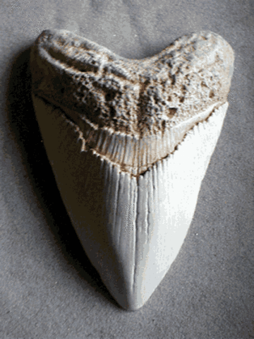 Found giant sharks tooth.