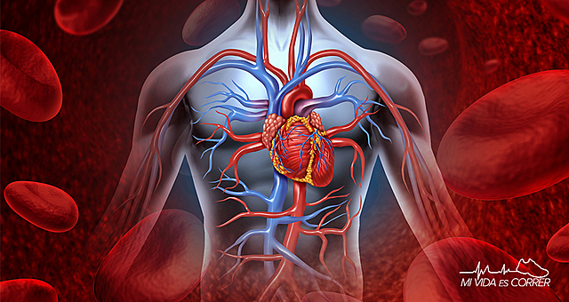 Circulación de la sangre (Primero en describirla)