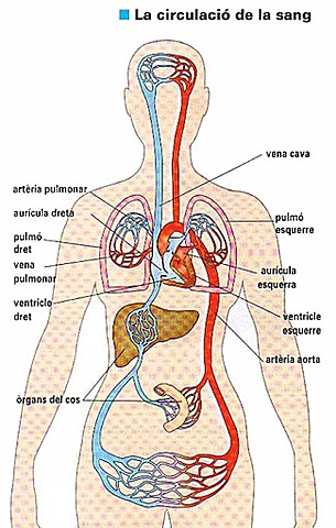 Circulació de la sang