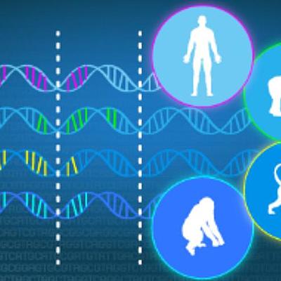 Timeline: Teorías Evolutivas