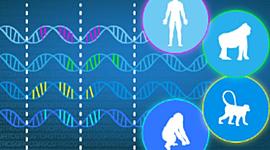 Timeline: Teorías Evolutivas