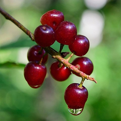 Gut Cherries