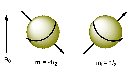 W. Stern y O. Gerlach