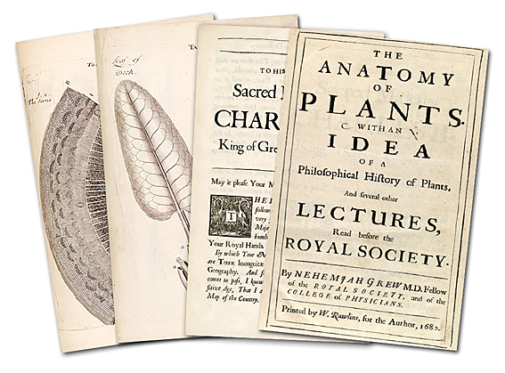 The Anatomy of Plants