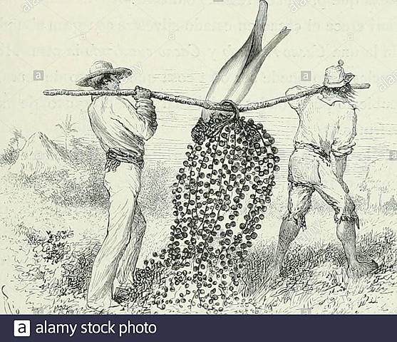 Ley de Colonización