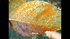 Timeline: Historia de la Fitopatologia