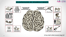 Timeline: DESARROLLO COGNITIVO Y MADURACIÓN CEREBRAL.
