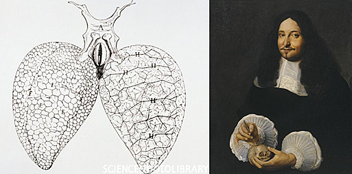 Aportes de Marcello Malpighi