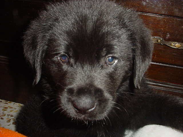 Nos dan nuestro 3er perro