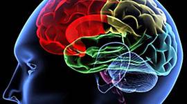 Timeline: La Neuropsicología en el tiempo