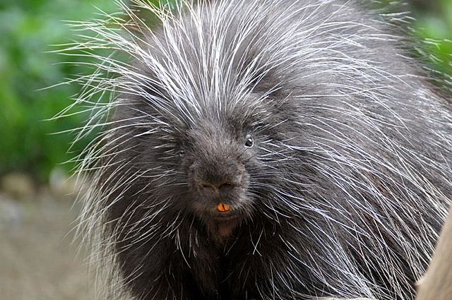 Porcupine Attack