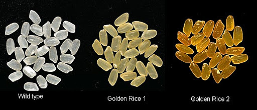 El nuevo Arroz Dorado