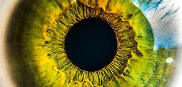 Científicos regeneran las células del nervio óptico de ratones en condiciones de laboratorio