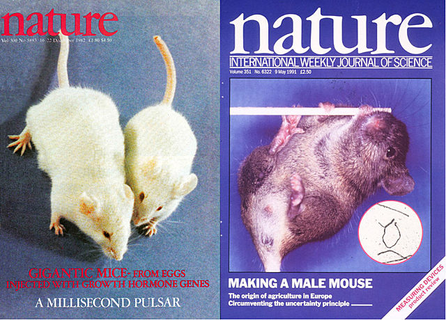 Creación de animal Transgénicos