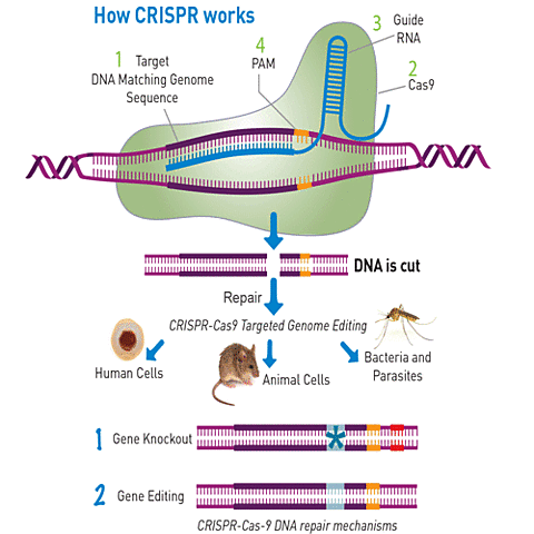 Publicación de CrissperCas9