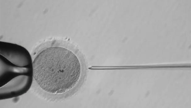 Publicación de la primera edición genética en los embriones